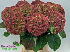 Hydrangea Verena Classic 90cm 22-24cm Hd