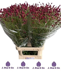 Sanguisorba Officinalis Arnhem 100cm