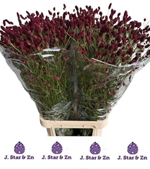 Sanguisorba Officinalis 100cm