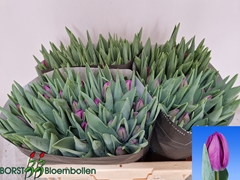 Tulip Single Bullit 35cm 35gr.