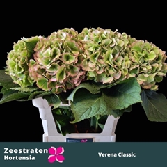 Hydrangea Verena Classic 60cm 16-18cm Hd