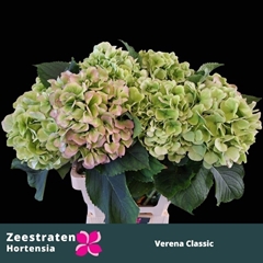 Hydrangea Verena Classic 50cm 15-17cm Hd