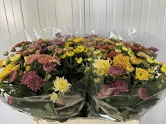 Chrysanth Spray Gompie Mix 60cm 80gr.