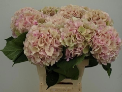 Hydrangea Verena Classic 60cm 14-16cm Hd