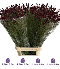 Sanguisorba Officinalis Royal Star 100cm