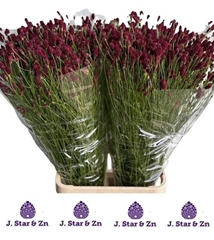Sanguisorba Officinalis Scarlet Star 100cm