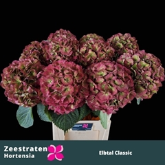 Hydrangea Elbtal Classic 65cm 18-20cm Hd
