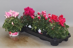 Cyclamen Super Serie Xl 13Ø 30cm