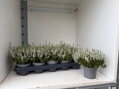 Calluna Vulgaris Garden Girls Nexxt Mix 11Ø 20cm