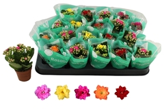 Kalanchoe Double Rosaline Mix 6Ø 12cm