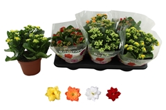 Kalanchoe Double Rosaline Mix 15Ø 27cm