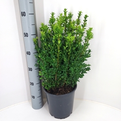 Buxus Sempervirens 23Ø 65cm