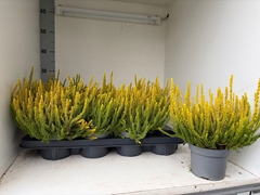 Calluna Vulgaris Skyline Miami 12Ø 25cm
