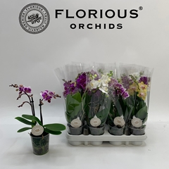 Phalaenopsis Mix 9Ø 30cm 2st