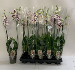 Phalaenopsis Marrakesh 12Ø 70cm 2st