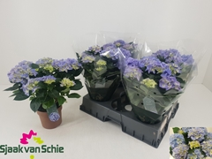 Hydrangea Hi Halo 14Ø 38cm 7bl