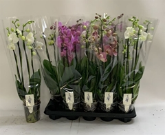 Phalaenopsis Mix 12Ø 60cm 4st
