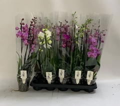 Phalaenopsis Mix 12Ø 60cm 5st