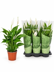Spathiphyllum Bingo Cupido 17Ø 65cm