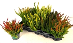 Calluna Skyline Mix 12Ø 30cm
