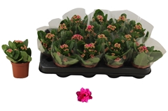 Kalanchoe Double Rosalina Don Victorio 7Ø 12cm