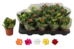 Kalanchoe Double Rosaline Mix 7Ø 15cm