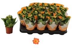 Kalanchoe Double Rosalina Don Pedro 7Ø 15cm