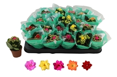 Kalanchoe Double Rosaline Mix 6Ø 12cm