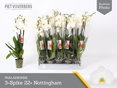 Phalaenopsis Nottingham 12Ø 60cm 3st