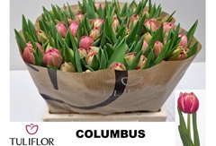 Tulip Double Columbus 30cm 20gr.