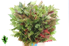 Quercus Rubra 80cm