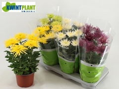 Chrysanth Anastasia Mix 15Ø 30cm