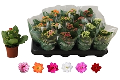 Kalanchoe Double Rosaline Mix 7Ø 15cm