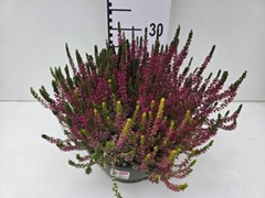 Calluna Garden Girls Trio Girls 23Ø 25cm