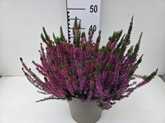 Calluna Garden Girls Trio Girls 24Ø 40cm