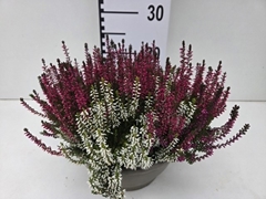 Calluna Garden Girls Trio Girls 23Ø 25cm