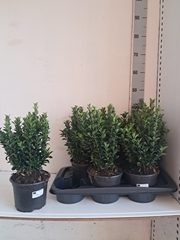 Euonymus Green Spire 17Ø 40cm