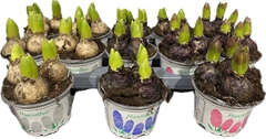 Hyacinthus Mix 12Ø 13cm 3pp