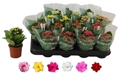 Kalanchoe Double Rosaline Mix 7Ø 15cm