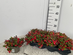 Gaultheria Procumbens 13Ø 20cm