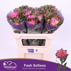 Alstroemeria Fashionista Sofiena 70cm 65gr.