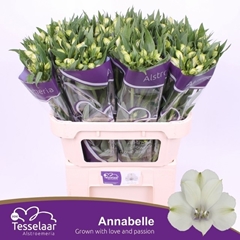 Alstroemeria Annabelle 70cm 55gr.