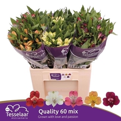 Alstroemeria Mix 60cm 40gr.