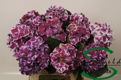 Hydrangea Red Harlequin Blue 60cm 11-13cm Hd