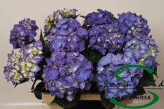 Hydrangea Rodeo Purple 60cm 14-16cm Hd