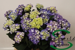 Hydrangea Rodeo Purple 60cm 6-8cm Hd