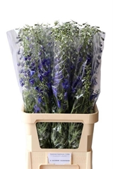 Delphinium Single Volkerfrieden 100cm