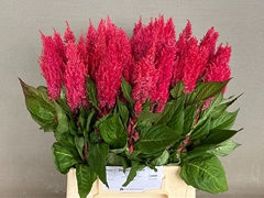 Celosia Century Purple Rose 45cm