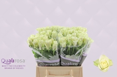 Rosa Athena 40cm