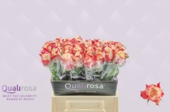 Rosa Chapeau 40cm
